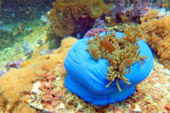 Lipe Concerns: สวยสุดที่น้ำตื้น เกาะหลีเป๊ะ