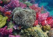 Lipe Concerns: สวยสุดที่น้ำตื้น เกาะหลีเป๊ะ