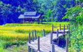 The dream you dream of แม่ฮ่องสอน 3 วัน 2 คืน