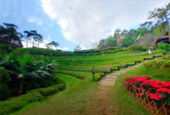 Cold Land ปาย + อ่างขาง..เสียงเพรียก จากความหนาวเหน็บ