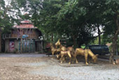 Around North: 5 วัน 4 คืน น่าน เชียงราย ลำปาง พะเยา