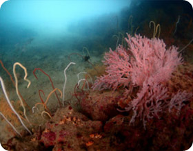 Scenario Islands เกาะนาวโอพี เกาะหัวใจมรกต